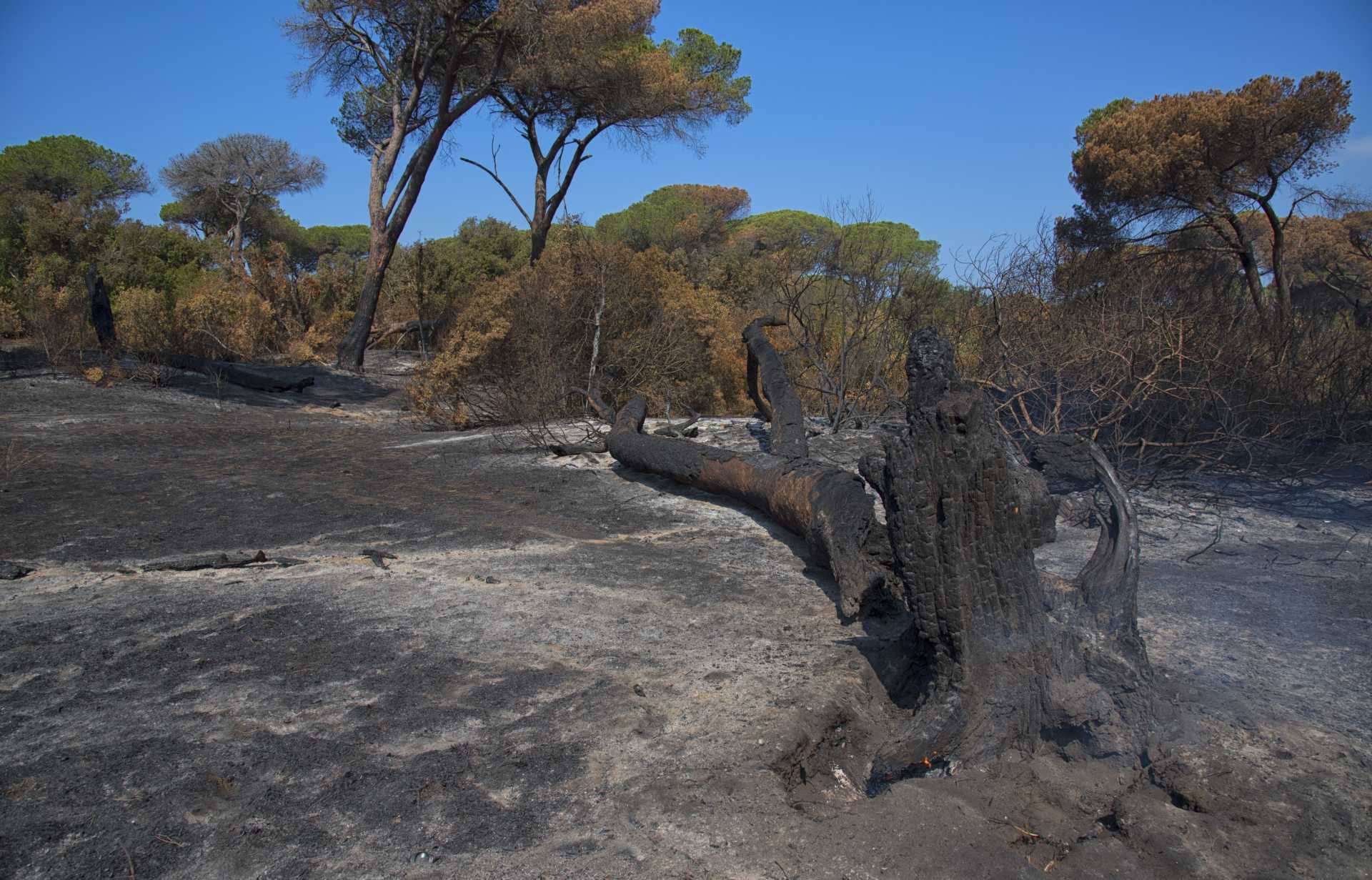 Fragili come i pini: il destino della natura e dell�Uomo